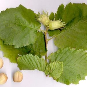 Hazel-Leaf-and-Nuts_9