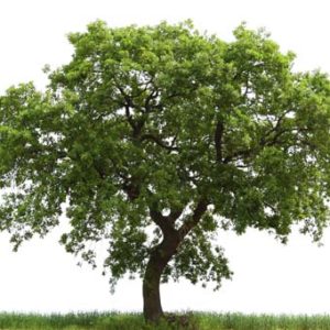 oak-tree3